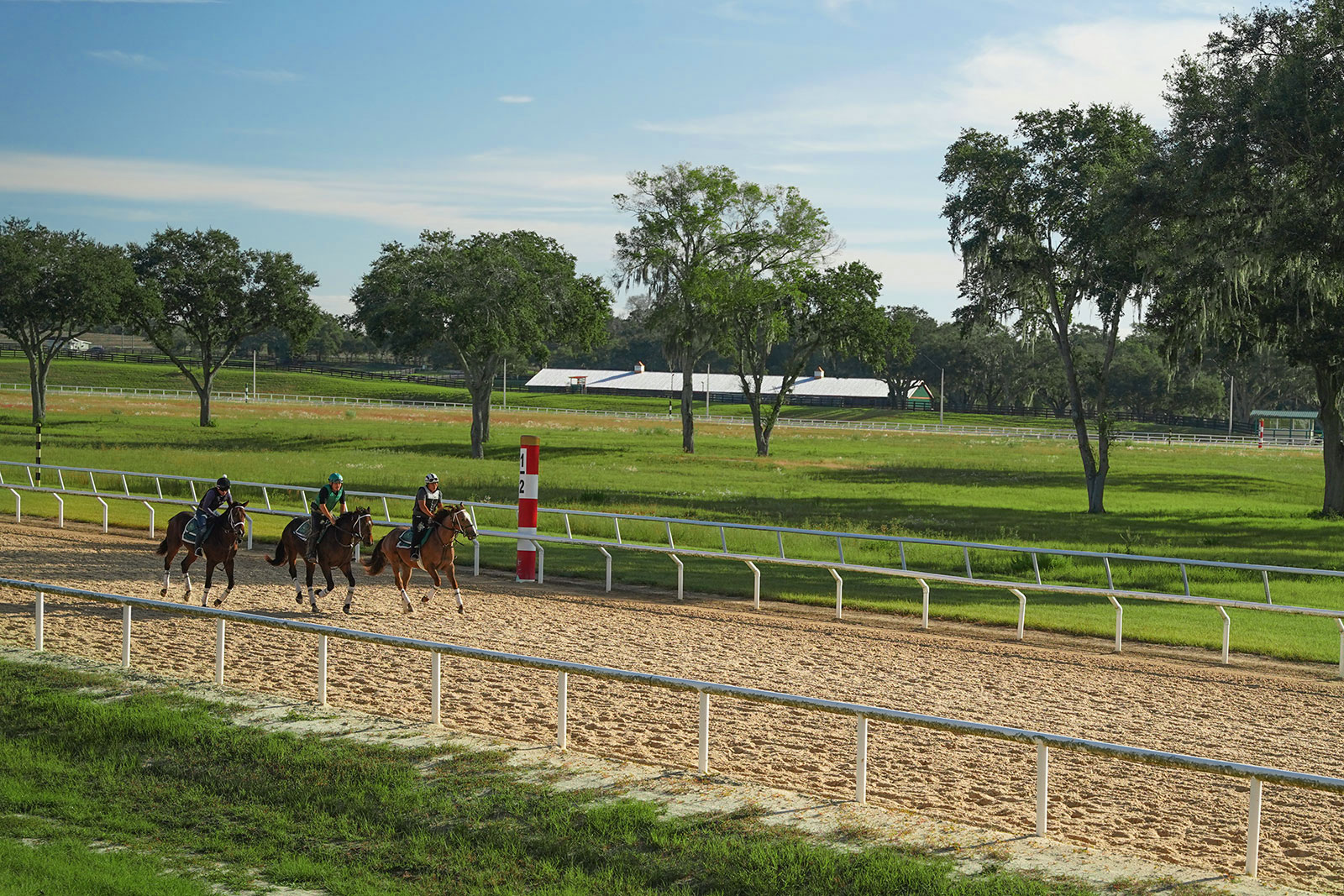 race horses in training on the one mile dirt track at oak ridge training center