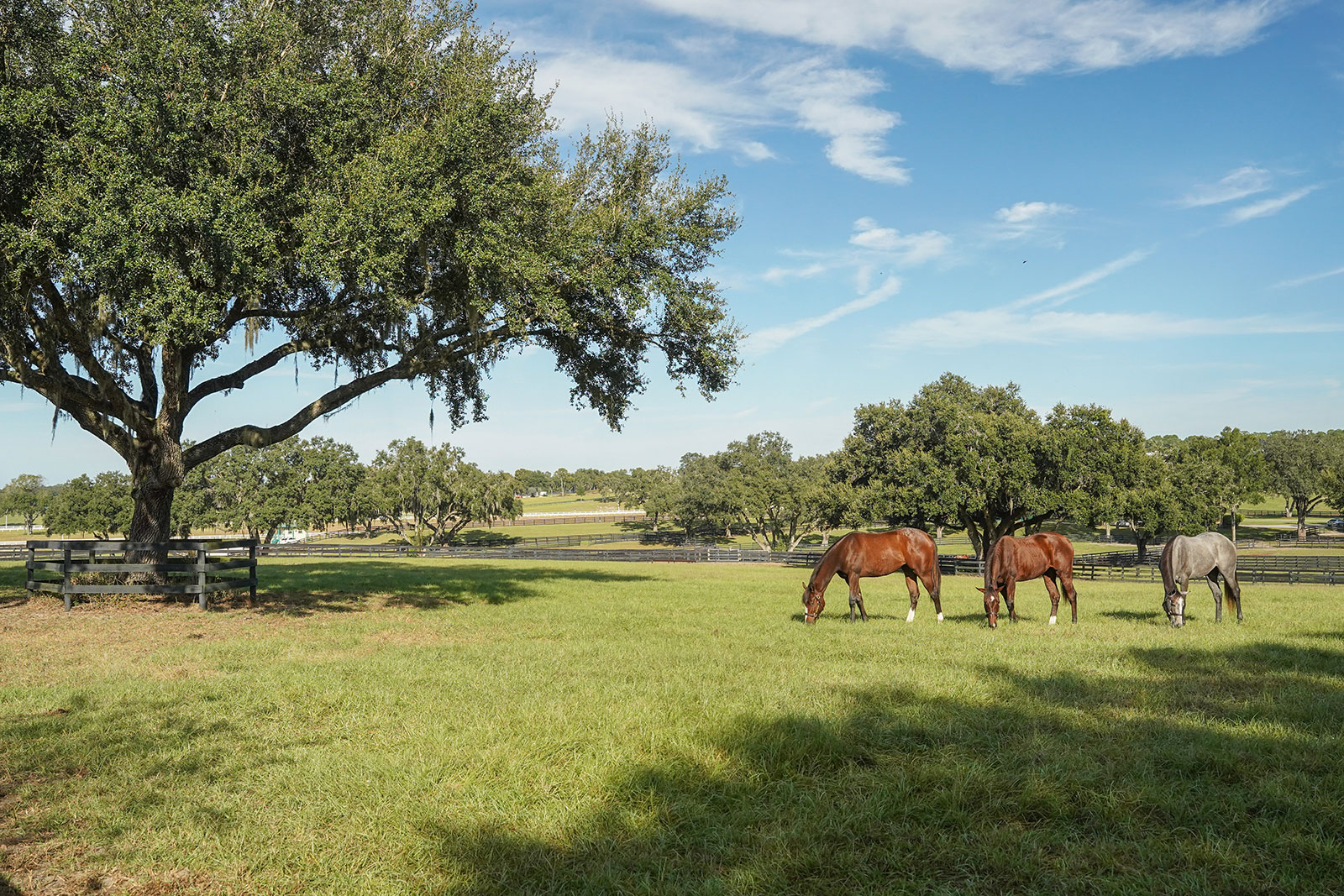 Young horses grazing in a green grassy pasture at oak ridge training center