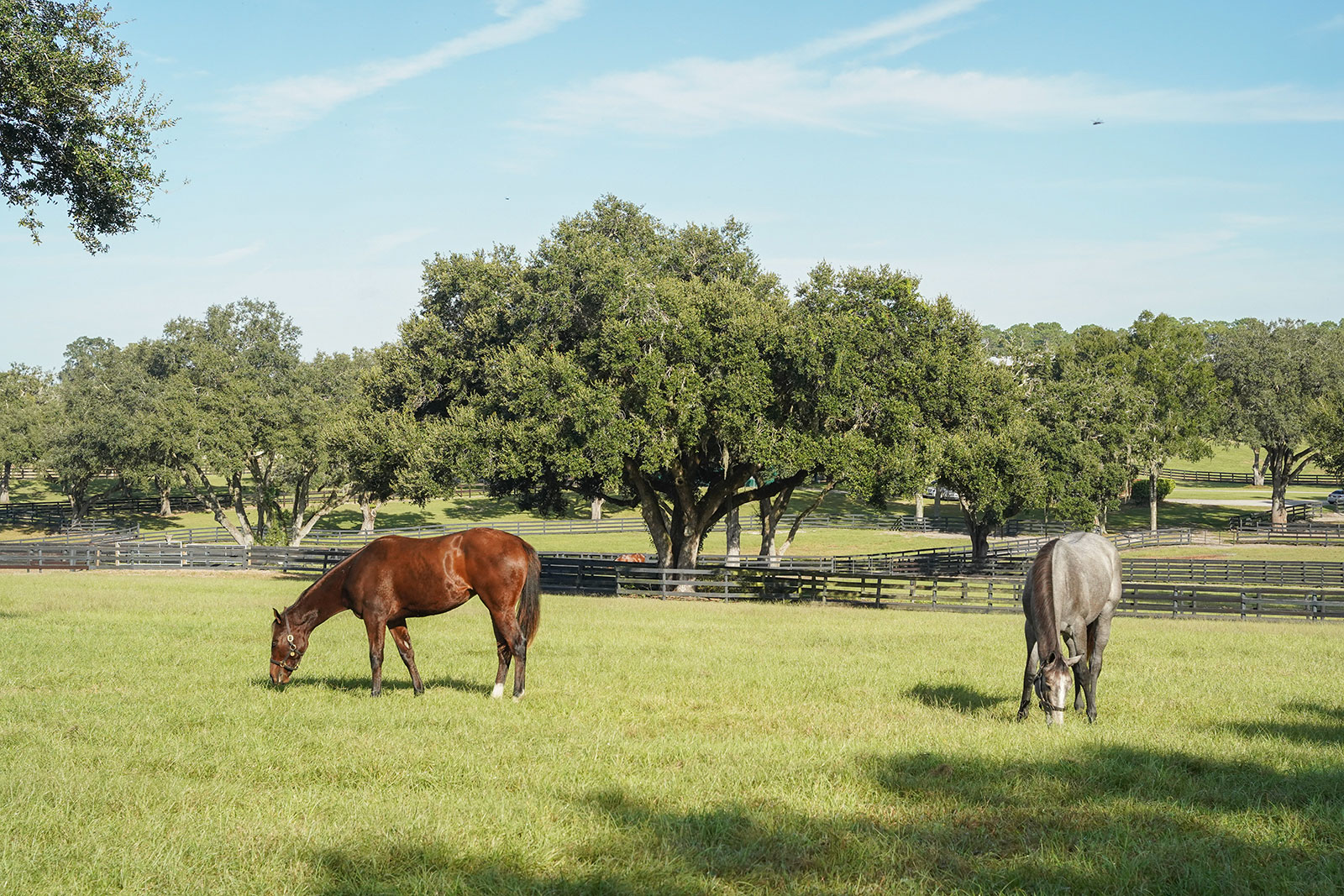 Young horses grazing in a lush pasture at oak ridge training center