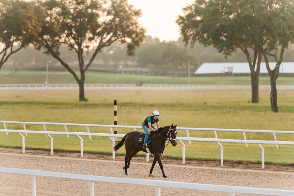 Horse training on the one-mile dirt track at oak ridge training center in the morning