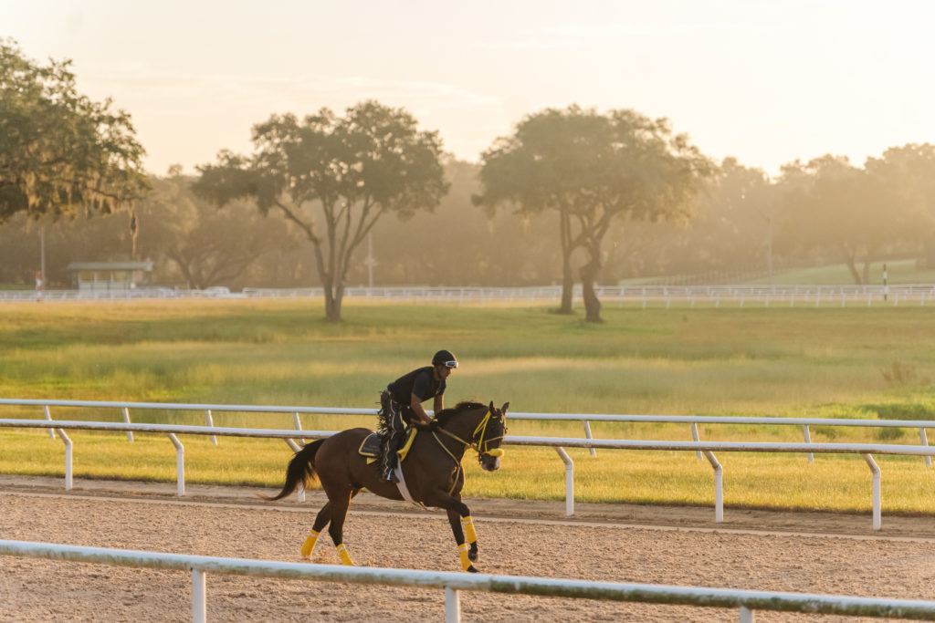 Horse training on the one-mile dirt track at oak ridge training center in the morning