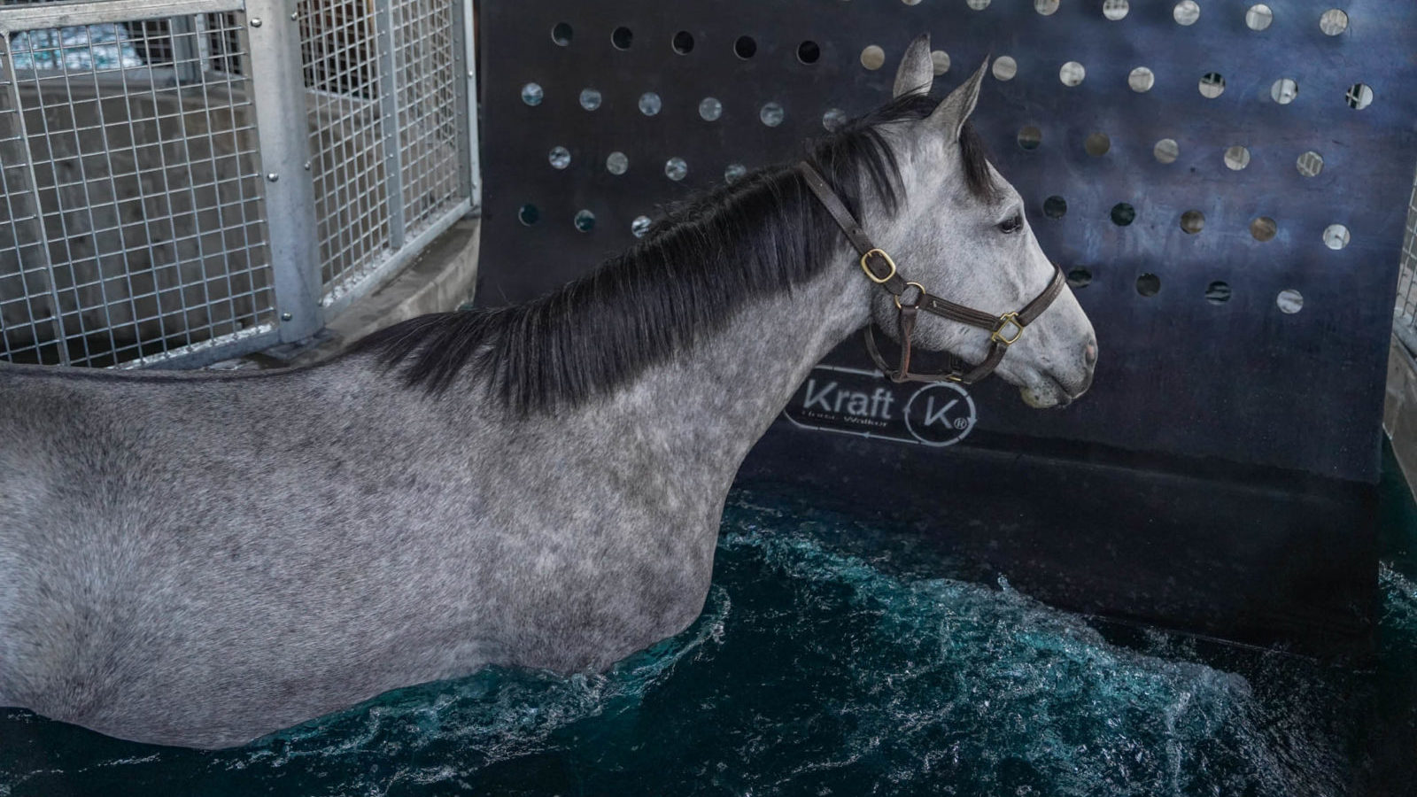 A grey horse exercising in the Kraft Horse Water Walker at Oak Ridge training center- Florida's Best Thoroughbred Training Facility
